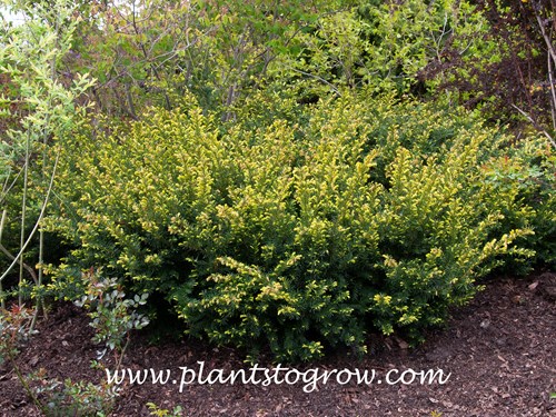 Berg Yew (Taxus x media)  
This image was taken in early spring and the new foliage has a light green, yellowish color.